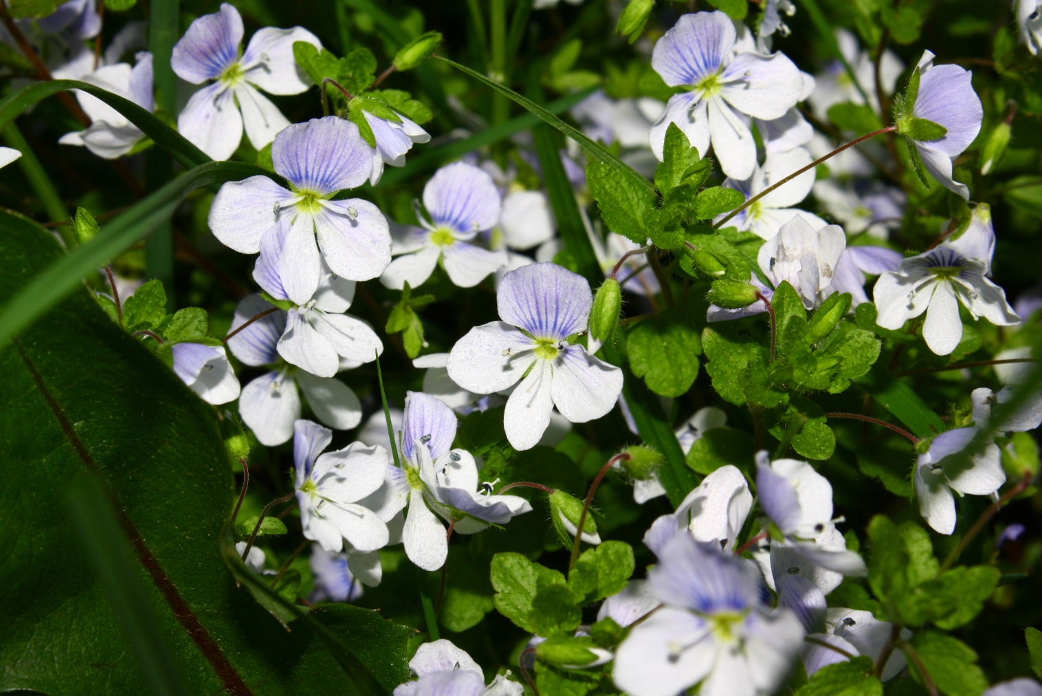 Veronica filiformis